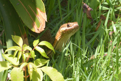 Philodryas nattereri