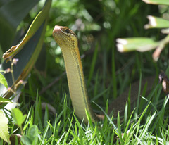 Philodryas nattereri