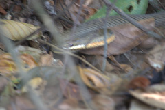 Philodryas nattereri