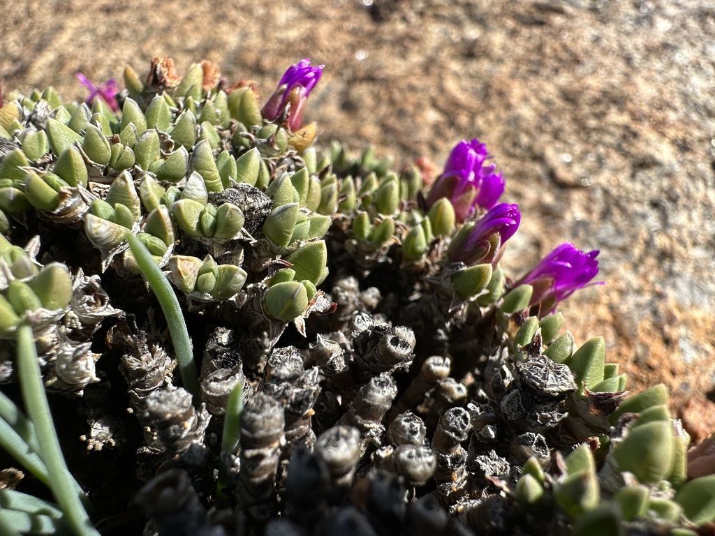 Antimima lodewykii