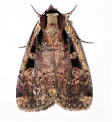 Eueretagrotis sigmoides