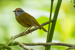Myiothlypis coronata