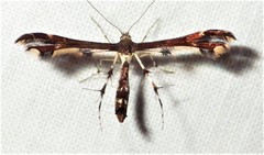Geina tenuidactylus