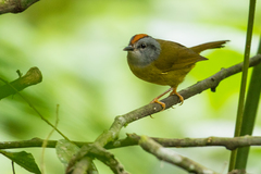 Myiothlypis coronata