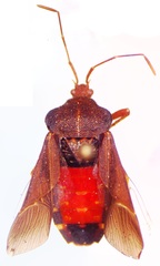 Anasa scorbutica