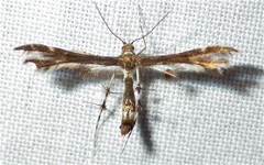 Geina tenuidactylus