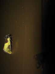 Chalcopasta fulgens