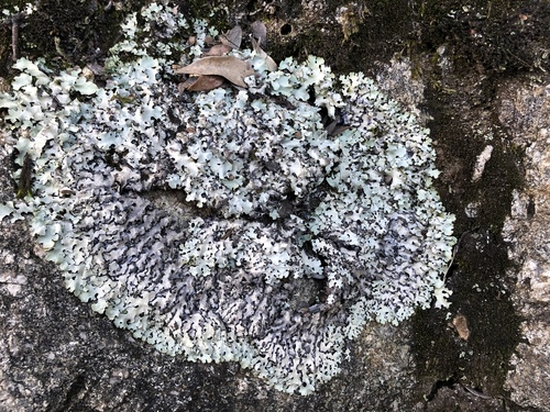 Parmelinopsis afrorevoluta image