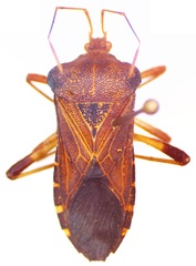 Anasa scorbutica