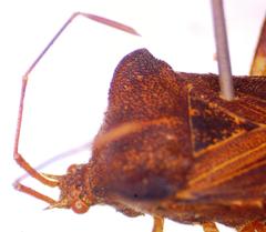 Anasa scorbutica