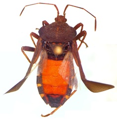 Anasa scorbutica