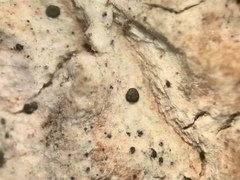 Strangospora moriformis