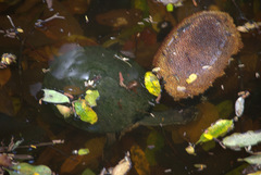 Phrynops geoffroanus