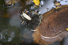 Phrynops geoffroanus