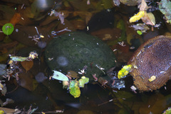 Phrynops geoffroanus