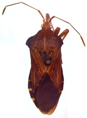 Anasa scorbutica