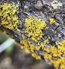 Xanthomendoza oregana