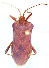 Anasa scorbutica