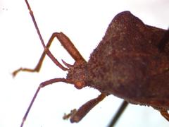 Anasa scorbutica