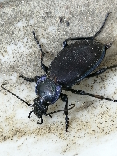 Carabus regalis
