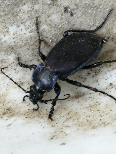 Carabus regalis