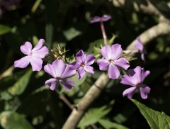 Phlox paniculata