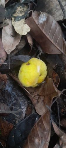 Artocarpus gomezianus (Artocarpus gomezianus)