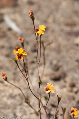 Goodenia trinervis