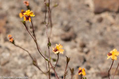 Goodenia trinervis