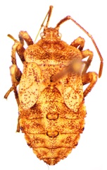 Anasa scorbutica