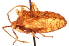 Anasa scorbutica