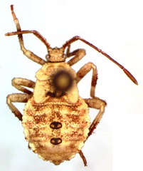 Anasa scorbutica