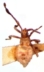 Anasa scorbutica