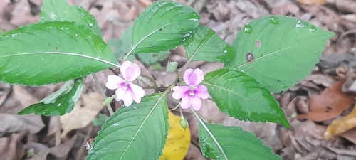 Impatiens dasysperma (Impatiens dasysperma)