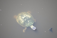 Phrynops geoffroanus