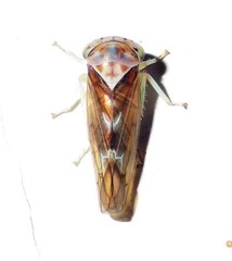 Populicerus formosus