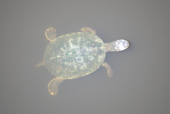 Phrynops geoffroanus