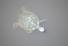 Phrynops geoffroanus