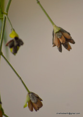 Nyctanthes arbor-tristis