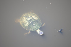 Phrynops geoffroanus