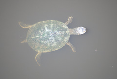 Phrynops geoffroanus