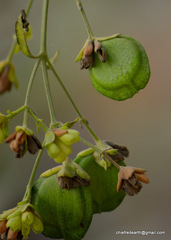 Nyctanthes arbor-tristis