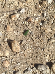 Cicindela ohlone