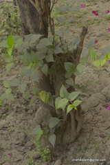 Nyctanthes arbor-tristis