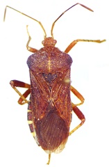 Anasa scorbutica