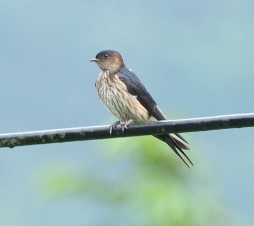 Red-rumped Swallow