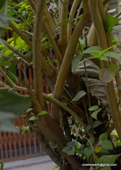 Nyctanthes arbor-tristis