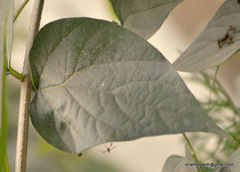 Nyctanthes arbor-tristis