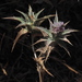 Glaucus Safflower - Photo (c) Ron Frumkin, some rights reserved (CC BY-NC), uploaded by Ron Frumkin