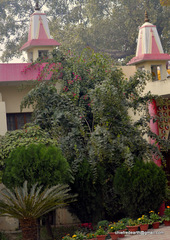 Nyctanthes arbor-tristis